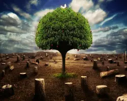 مصر تحسم أزمة الأشجار بقرار رسمي.. اتخاذ الإجراءات القانونية حيال أي مخالفة