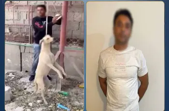 القبض على شخص بتهمة تعذيب كلب حتى موته في الدقهلية.. تفاصيل