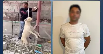 القبض على شخص بتهمة تعذيب كلب حتى موته في الدقهلية.. تفاصيل