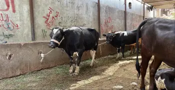قبل الذبح.. ما هي شروط الأضحية في البقر كاملة؟