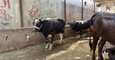 قبل الذبح.. ما هي شروط الأضحية في البقر كاملة؟
