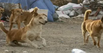 رعب في قنا.. إصابة 6 أطفال عقرهم كلب مسعور ونقلهم للمستشفى لتلقي المصل