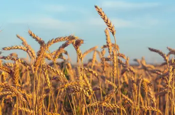 مساحة زراعة القمح في مصر.. رقم قياسي جديد بموسم 2026
