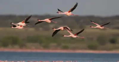 متى ينتهي موسم الصفري 1447؟.. خالد الزعاق يكشف