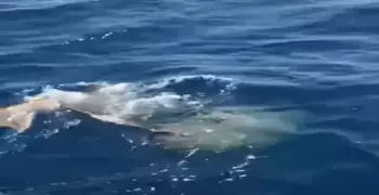 فيديو عروس البحر تسبح في مياه البحر الأحمر بالغردقة