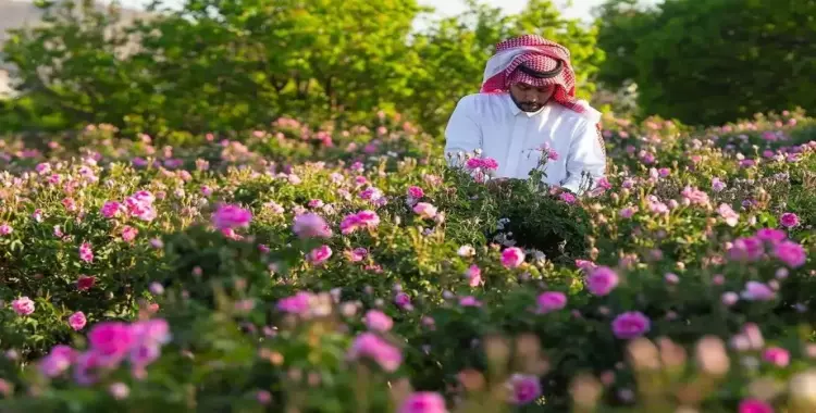  مشروع محاصيل بلادي ثاني ابتدائي مطوية جاهزة للطباعة 