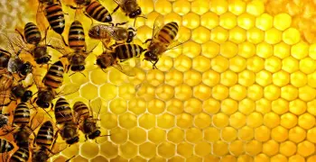 مصر تنظم أول مهرجان لعسل النحل.. اعرف أهداف المعرض