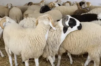 غرامة مالية لكل من يذبح الأضاحي في الشارع.. عقوبة المخالف