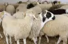 غرامة مالية لكل من يذبح الأضاحي في الشارع.. عقوبة المخالف