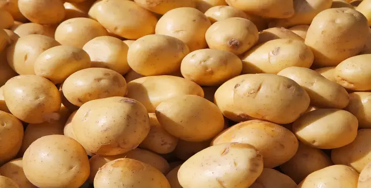  أسعار البطاطس اليوم الثلاثاء 30 أكتوبر 
