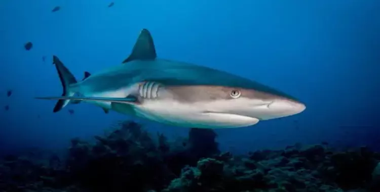  أسماك القرش تهاجم سائحة ألمانية في مرسى علم 