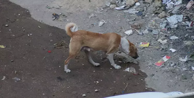  أحد الكلاب المتواجدة بشوارع مصر فيما يعرف بظاهرة كلاب الشوارع 
