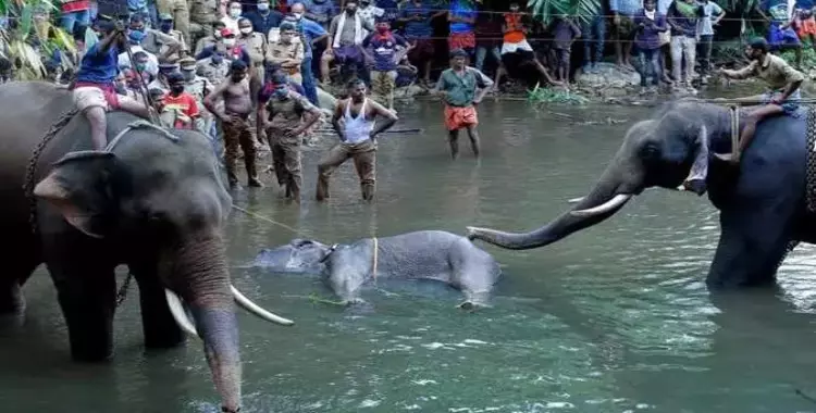  أنثى الفيل الحامل.. «جنازة» على تويتر بسبب ما حدث في الهند 