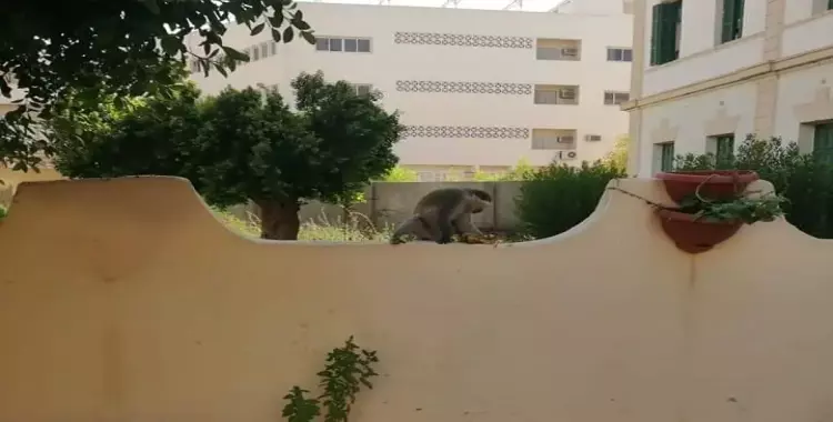  إدارة حدائق الحيوان تعلن خطتها لضبط القرود الطليقة بحدائق الأهرام 