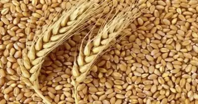 استهلاك مصر من القمح.. ملايين الأطنان سنويا