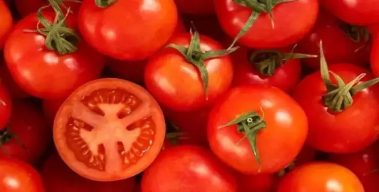  الإمارات تستخدم تكنولوجيا حديثة لزراعة الطماطم.. كيف تفيدها؟ 