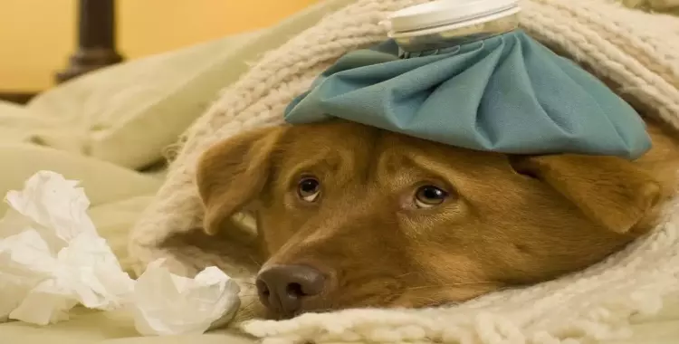  البيطريين تكشف حقيقة انتقال إنفلونزا الكلاب إلى البشر (فيديو) 
