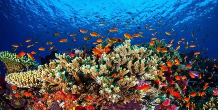  التعليم العالي توقع بروتوكول تعاون لإعادة تأهيل واستزراع الشُعاب المرجانية 