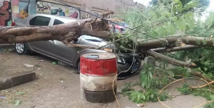  الرياح في مصر تقتلع الأشجار وتسقط أعمدة الإنارة ولوحات الإعلانات (صور) 