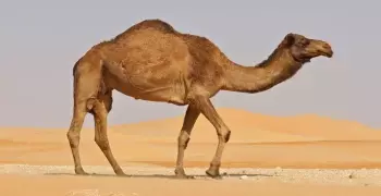 برجراف عن الجمل Camel إنجليزي مترجم