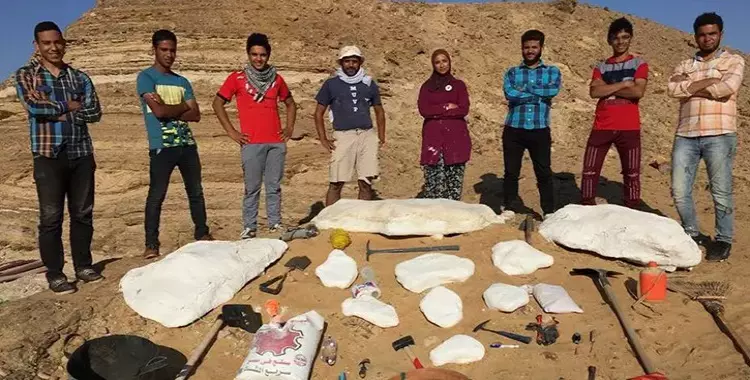  بعد اكتشاف الديناصور.. جامعة المنصورة تعثر على اكتشافات حفرية جديدة 