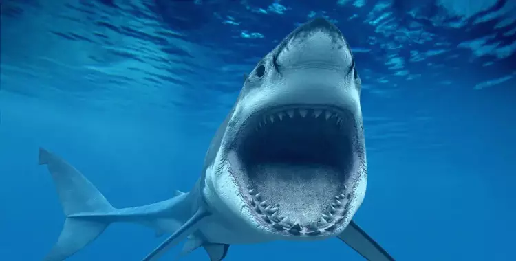 توقعات بزيادة هجمات أسماك القرش في أمريكا 
