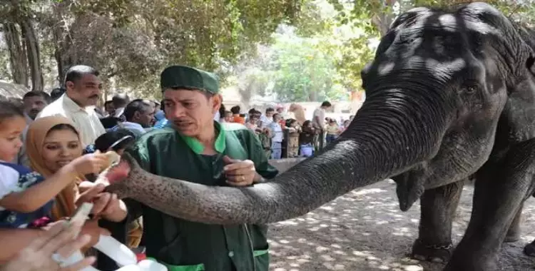  حديقة الحيوان تبحث مع الهند إهداء فيلين لمصر بعد وفاة «نعيمة» 