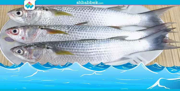 رحلة سمكة.. من بوري بيلعب في المية لفسيخة «معفنة» 