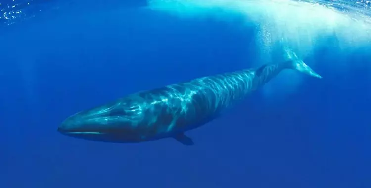  سبب ظهور الحيتان في الساحل الشمالي 