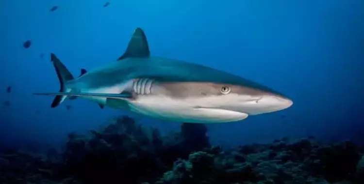  سمكة القرش ماكو هل قتلت سائحة الغردقة؟ فيديو 