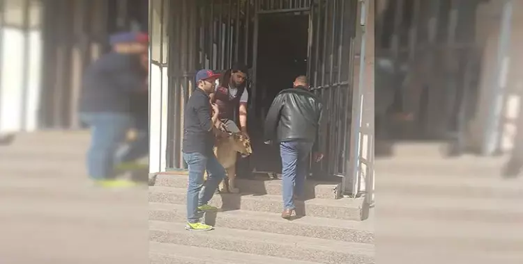  شاهد أسد يهاجم العاملين في ماسبيرو 