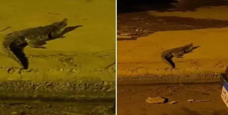 ظهور تمساح في شوارع 6 أكتوبر (فيديو وصور) 