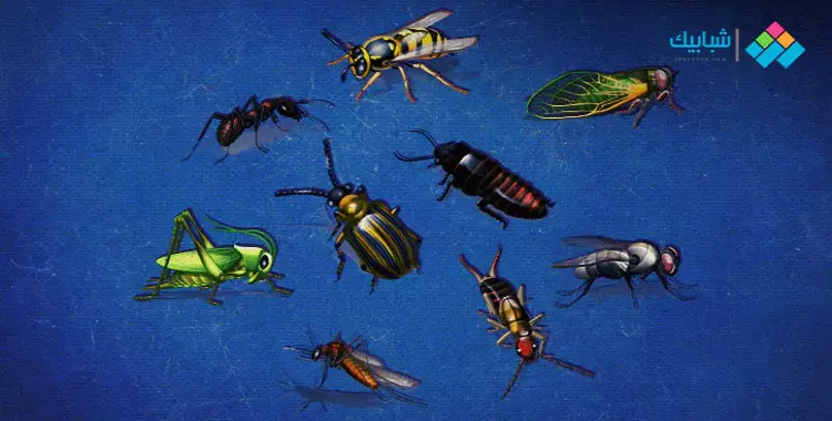  ظهور حشرات غريبة في الأقصر يرعب المواطنين 