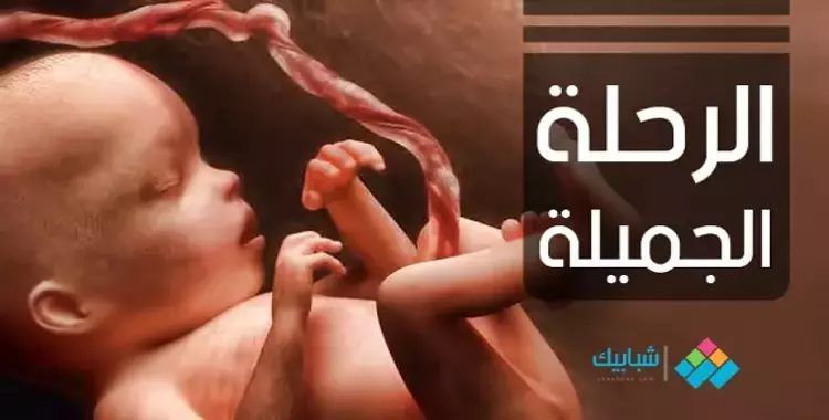  فيديو| «الرحلة الجميلة» حياة الجنين داخل رحم الأم 