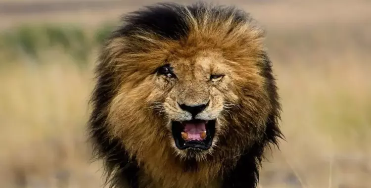  فيديو لحظة موت سكار الأسد حاكم مملكة الحيوان في كينيا وأوغندا 