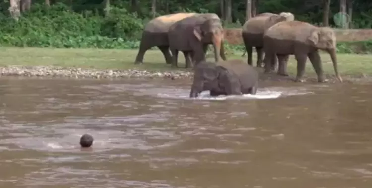  فيل صغير ينقذ شابا من الغرق (فيديو) 