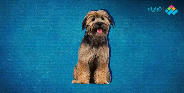  كلب ثلاثي الأبعاد 3D.. طريقة التصوير مع الحيوانات عبر جوجل 