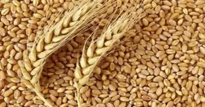 كم إنتاج مصر من القمح؟