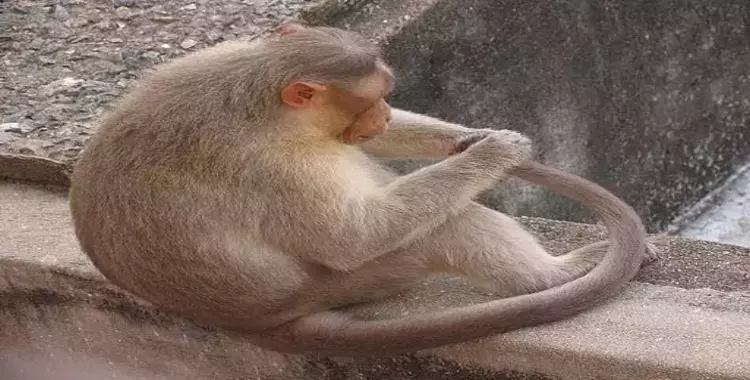  كيف ينتقل جدري القرود؟ وهل هو مرض خطير؟ 