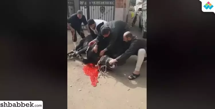  لمواجهة الغلاء.. شباب قرية بالشرقية يبيعون لحم بلدي بأسعار رمزية (فيديو) 