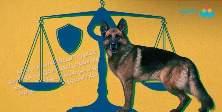 مطالب بتشريع قوانين جديدة لحماية حقوق الحيوانات بعد تعذيب «كلب المطرية» (فيديو) 