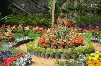 معرض الزهور 2024 السنوي في مصر.. تعرف موعد ومكان افتتاحه