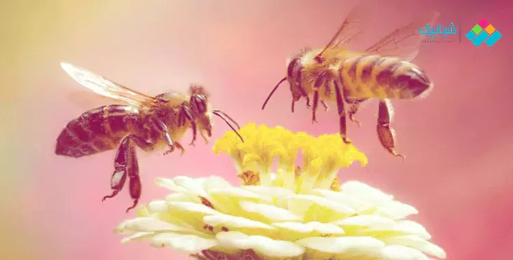  معلومات عن النحل.. أكثر من 20 ألف نوع ينتمون لـ9 عائلات 