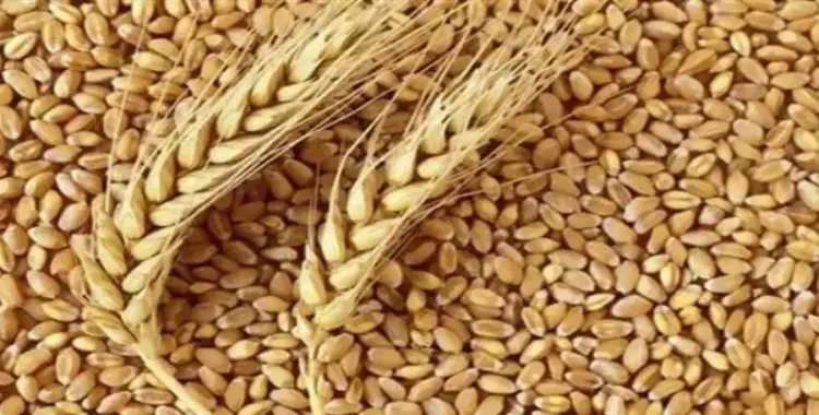  مواعيد زراعة القمح 2202 الوزارة تعلن وتحذر من المخالفين 