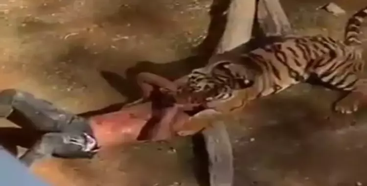  نمر يفترس سائحا في حديقة حيوان «الملز» بالسعودية (فيديو) 