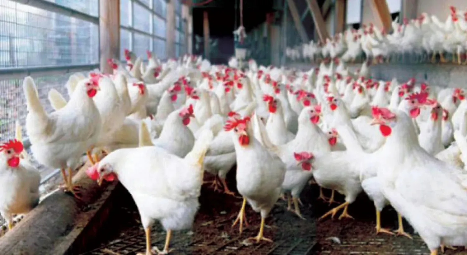 أسعار الدواجن اليوم الخميس 12 مارس 2026: قفزة في الأسواق والبورصة تسجل مستويات جديدة