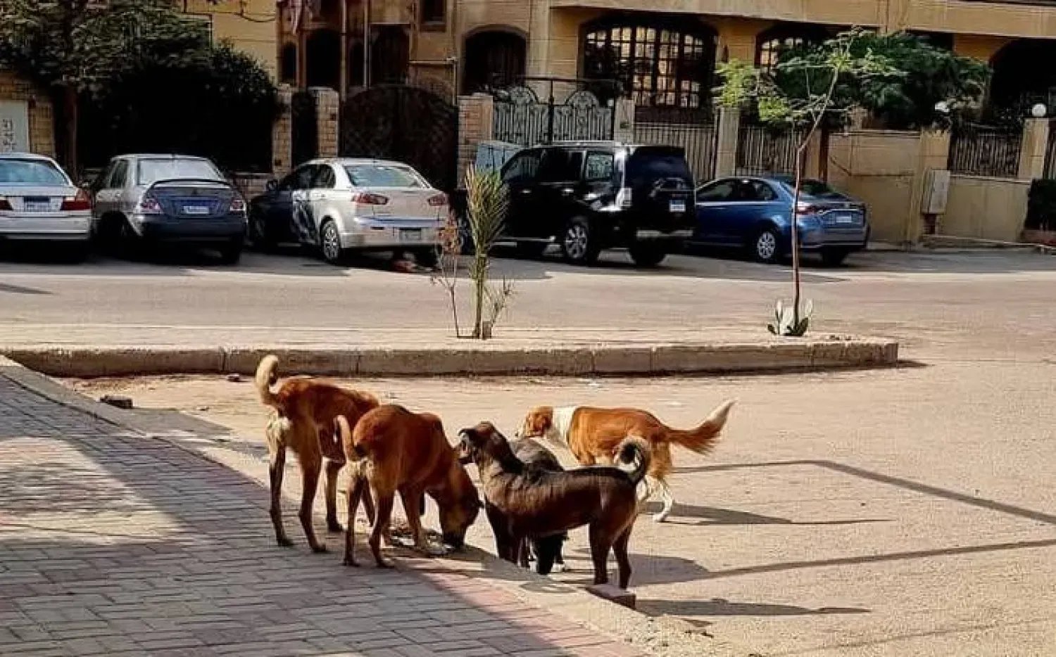 الزراعة تحسم أزمة كلاب الشوارع وتحظر القتل.. تفاصيل